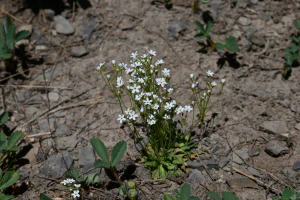 Проломник северный (Androsace septentrionalis)