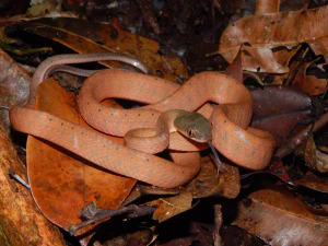 Черноголовая бойга (Boiga nigriceps)