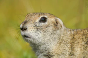 Горный суслик (Spermophilus musicus)