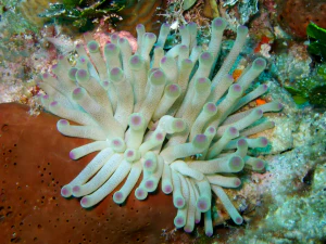 Condylactis gigantea
