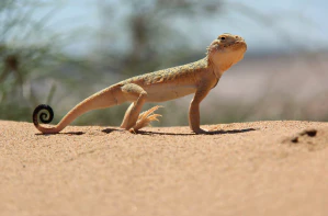 Ушастая круглоголовка (Phrynocephalus mystaceus)