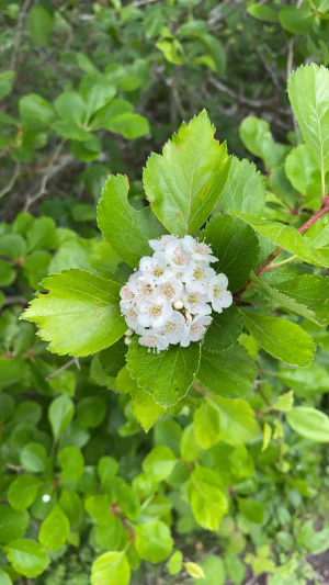 Боярышник Дугласа (Crataegus douglasii). Соцветие