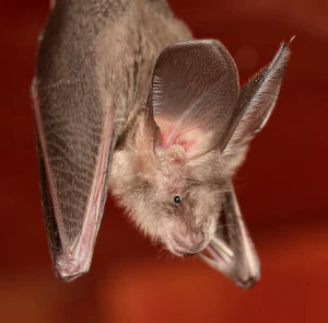 Египетский щелеморд (Nycteris thebaica)