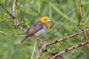 Мадагаскарский ткач (Ploceus sakalava)