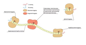 Протеолитические ферменты