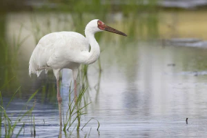 Стерх (Grus leucogeranus)