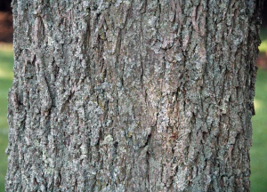 Кария пекан (Carya illinoinensis). Кора