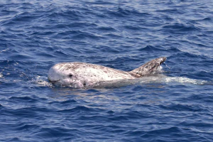 Серый дельфин (Grampus griseus)