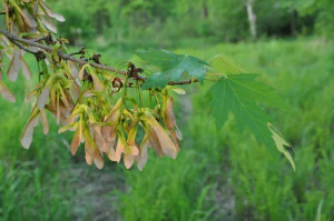 Клён сахаристый (Acer saccharinum). Крылатки
