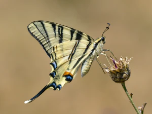 Подалирий (Iphiclides podalirius)