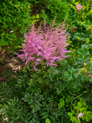 Астильба Арендса (Astilbe × arendsii). Сорт 'Amethyst'
