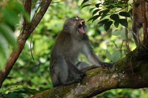 Макак-крабоед (Macaca fascicularis)