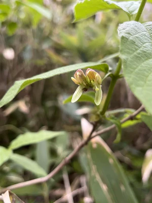 Жимолость Глена (Lonicera glehnii). Цветок