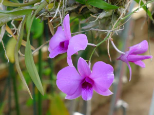 Дендробиум двугорбый (Dendrobium bigibbum)
