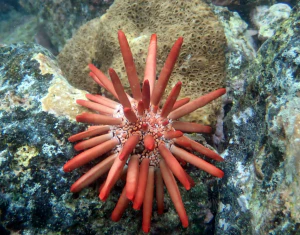Морской ёж. Heterocentrotus mammillatus