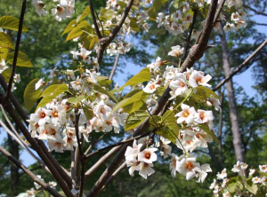 Тунг Форда (Aleurites fordii)