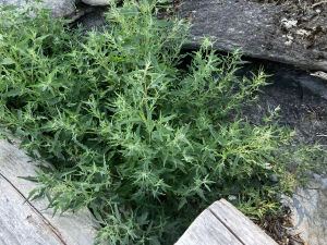 Лебеда раскидистая (Atriplex patula)
