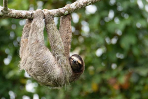 Бурогорлый ленивец (Bradypus variegatus)