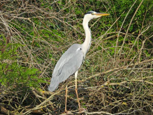 Серая цапля (Ardea cinerea). Общий вид