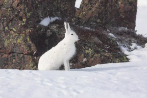 Заяц-беляк (Lepus timidus). Зимний окрас