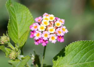 Лантана сводчатая (Lantana camara)