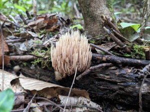 Рогатик прямой (Ramaria stricta)