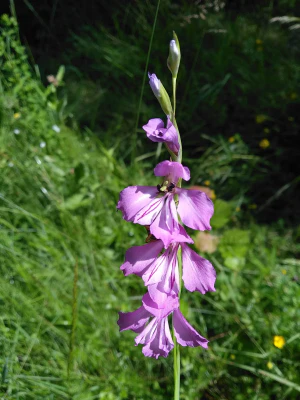 Гладиолус черепитчатый (Gladiolus imbricatus)