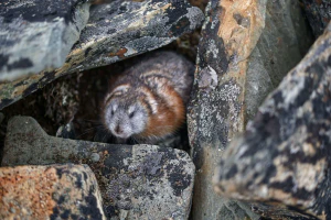 Копытный лемминг (Dicrostonyx torquatus)