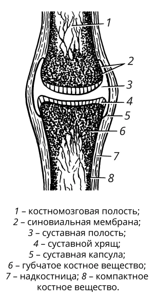 Схематическое изображение простого сустава