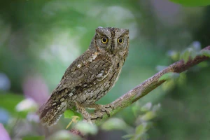 Сплюшка (Otus scops). Общий вид