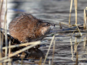 Ондатра (Ondatra zibethicus). Пушные звери