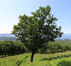 Дуб монгольский (Quercus mongolica). Общий вид
