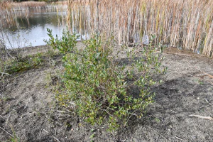 Ива мирзинолистная (Salix myrsinifolia)