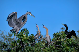 Анхинга (Anhinga anhinga) с птенцами