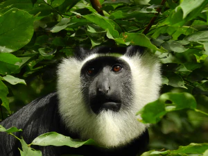 Белоногий колобус (Colobus vellerosus)