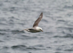 Глупыш (Fulmarus glacialis)