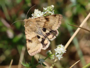 Люцерновая совка (Heliothis viriplaca)