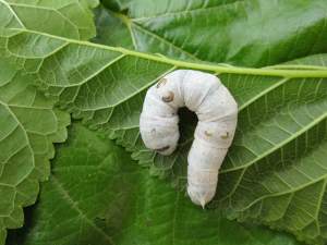 Тутовый шелкопряд (Bombyx mori). Гусеница