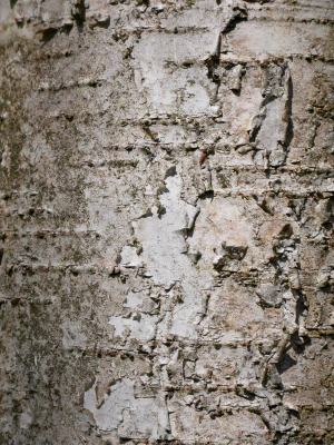 Берёза Делавея (Betula delavayi). Кора