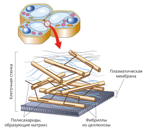 Клеточная стенка растений