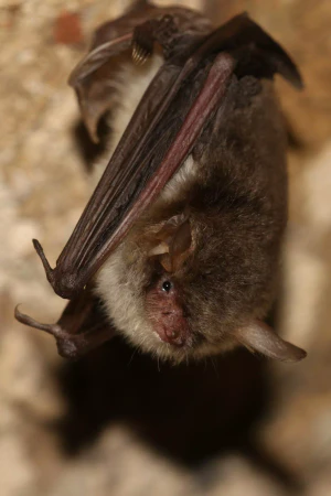 Ночница Наттерера (Myotis nattereri)