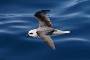 Белоголовый тайфунник (Pterodroma lessonii)