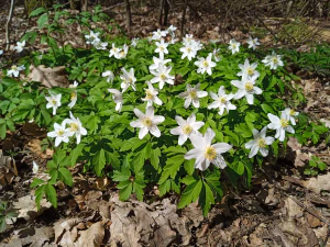 Ветреница дубравная (Anemone nemorosa)