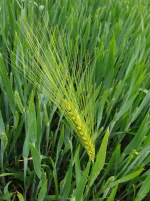 Ячмень обыкновенный (Hordeum vulgare). Колос