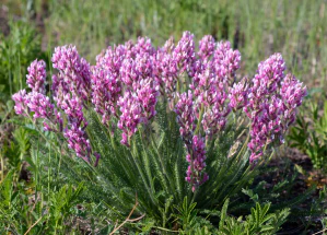 Остролодочник многолистный (Oxytropis myriophylla)