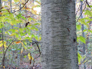 Бук крупнолистный (Fagus grandifolia). Кора