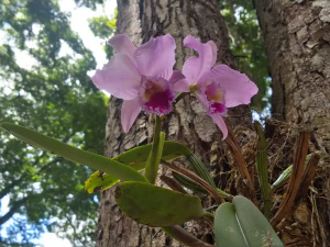Каттлея губастая (Cattleya labiata)