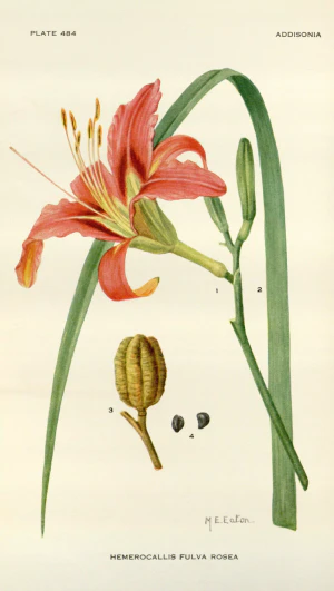 Лилейник рыжий (Hemerocallis fulva)