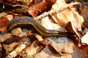 Медицинская пиявка (Hirudo medicinalis)