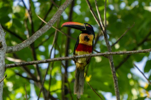 Огненноклювый арасари (Pteroglossus frantzii)